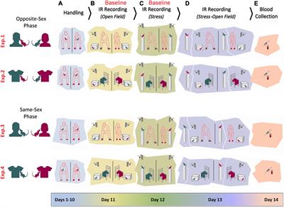 Sex-specific stress and biobehavioral responses to human experimenters in rats